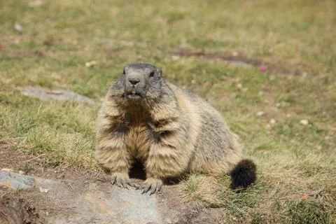 Attentive alpine marmot next to its lair Stock Photos