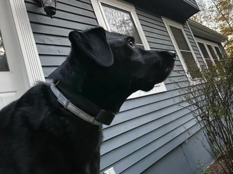 Attentive Black Labrador Stock Photos