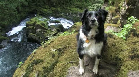 Attentive Border Collie above Waterfall Stock Footage 9062521