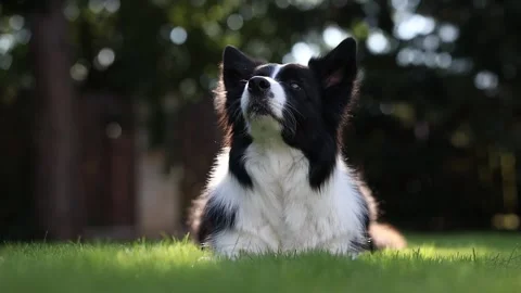 Attentive Border Collie in the Garden Stock Footage 158641022