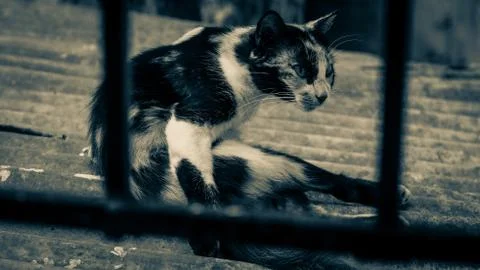 Attentive cat 写真素材