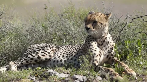 ATTENTIVE CHEETAH Video stock 48238379