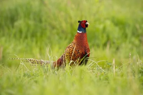 Attentive common pheasant, phasianus colchicus, feeding himself on the meadow Stock Photos