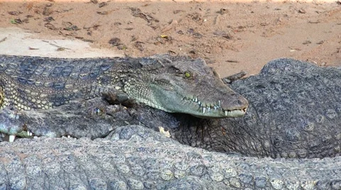 Attentive crocodile. Stock Footage 48546009