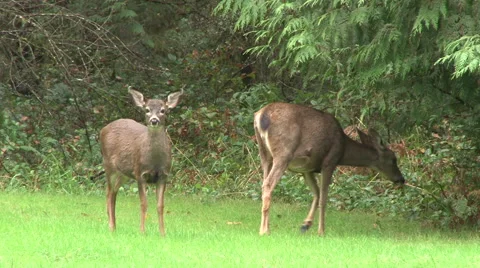 Attentive Deer Stock Footage 43178215