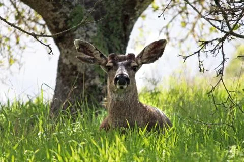Attentive Deer Stock Photos