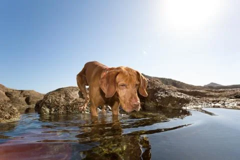 Attentive dog Stock Photos