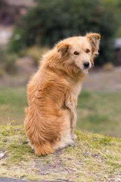 Attentive dog pose Stock Photos