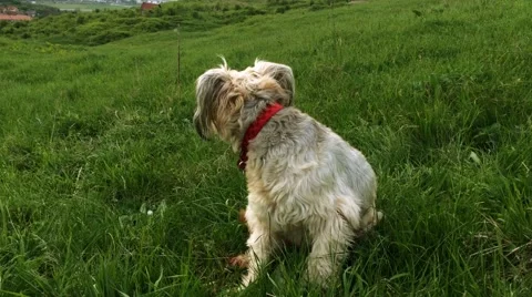 Attentive dog sitting in the grass looking around Stock Footage 62749837