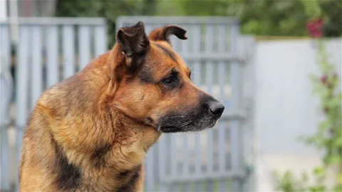 Attentive dog in the yard Video stock 96172160