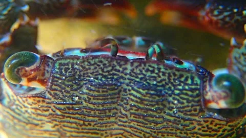 Attentive eyes at the crab Stock Footage 116875826