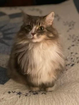 Attentive Fluffy Cat Stock Photos