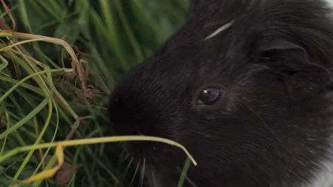 The attentive guinea pig examines each clump of grass before she begins to eat Video stock 278094854