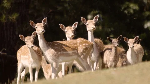 Attentive Herd of Deer Exit Left of Frame (2K Slowmotion) Stock Footage 103121226