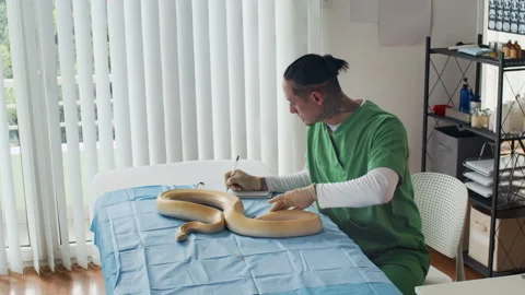 Attentive Herpetologist Touching Body of Python and Filling Form Stock-Footage 304537511