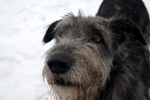 Attentive irish wolfhound looking up Stock Photos
