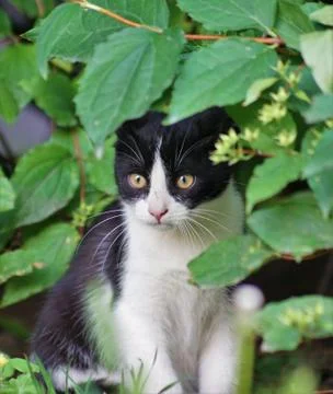 Attentive kitten. Stock Photos