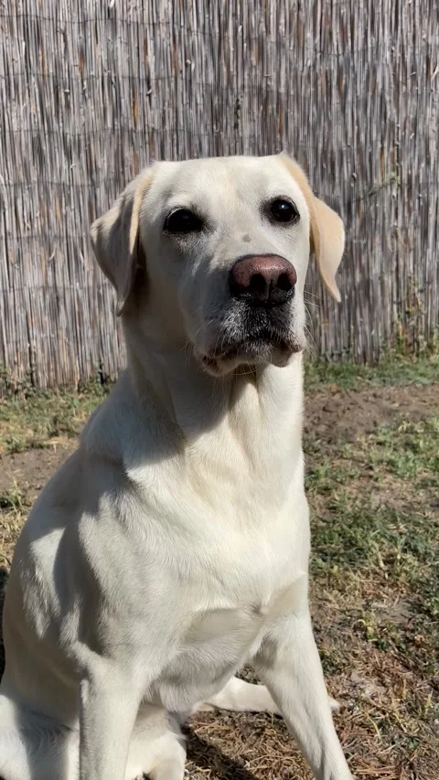 Attentive Labrador Retriever Stock Footage 310655557