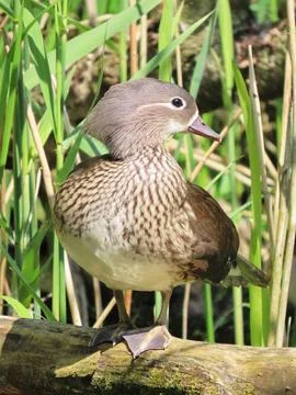Attentive Mandarin Stock Photos