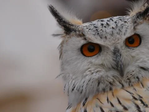 Attentive owl Stock Photos