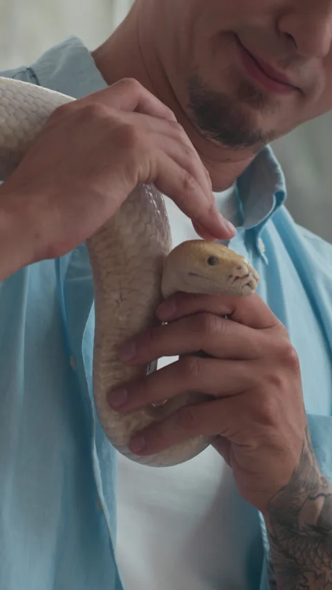 Attentive Owner Stroking Head of Yellow Snake Indoors Stock Footage 304536200
