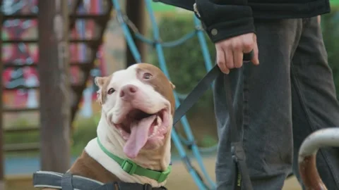 Attentive Pitbull in Park Stock Footage 272179204