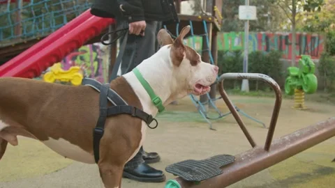 Attentive Pitbull in Park Stock Footage 272179206
