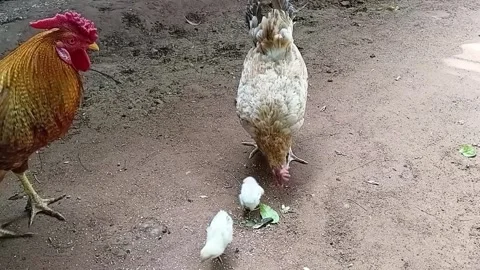 Attentive rooster showing food source to hen and chicks in a farmyard 動画素材 336003918