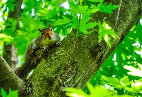 An attentive squirrel Foto stock