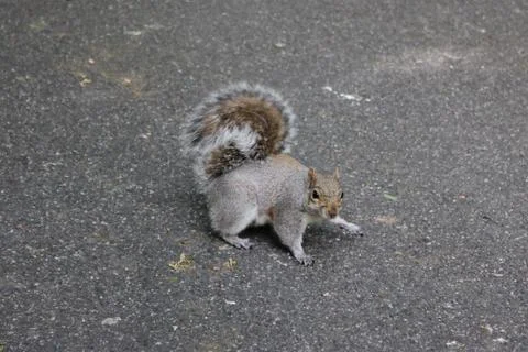 Attentive squirrel sitting on the ground Stock Photos