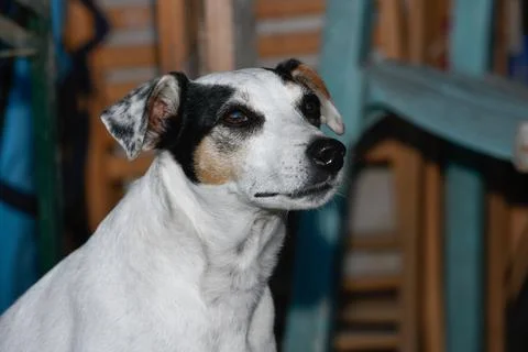 Attentive Terrier Stock Photos