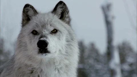 Attentive timber wolf looking into the camera Stock Footage 113232209