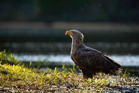 Attentive white-tailed eagle standing on a riverbank near water backlit Stock Photos