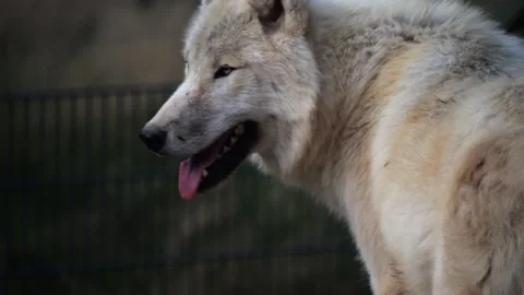 Attentive white wolf in slow-motion, scanning for threats or prey. Stock Footage 251325036
