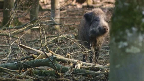 A attentive wild boar in the forest  Stock Footage 270794385