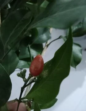 Atteria fruit Stock Photos