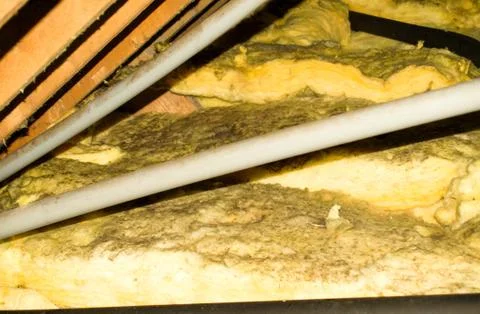 Attic Mould Stock Photos