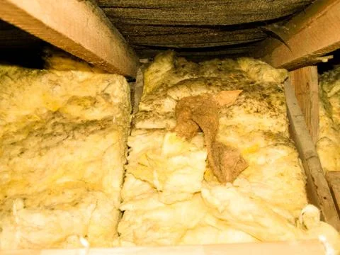 Attic Mould Stock Photos