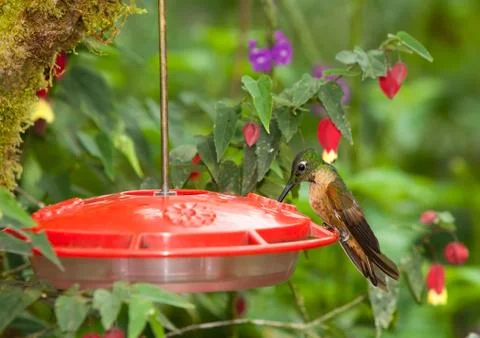 Attract hummingbirds with a specially designed bird feeder and entice them to Stock Photos