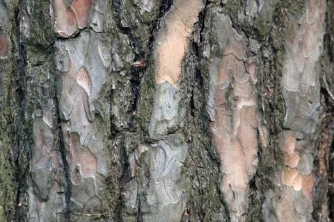 Attracting and bewitching background of pine (pine bark), photographed close-up Stock Photos