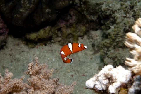 Attraction in the reef Stock Photos