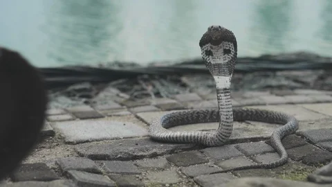 Attraction with training cobra Stock-Footage 108633073