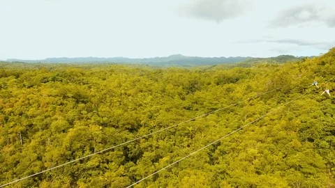 Attraction zipline in the jungle on the island of Bohol, Philippines. Stock Footage