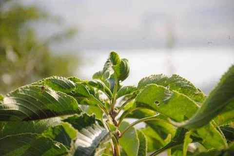 Attractive beautiful tip of leaf Stock Photos