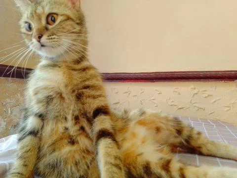An attractive cat Foto stock