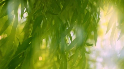 Attractive close up view of weeping willow on the wind with halo effect Vídeos de archivo 60043825