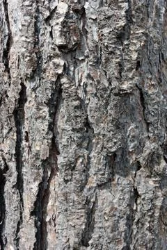 Attractive conifer tree bark Stock Photos