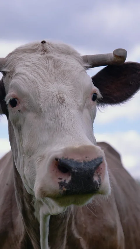 Attractive cow looking into camera. Stock Footage 309851050