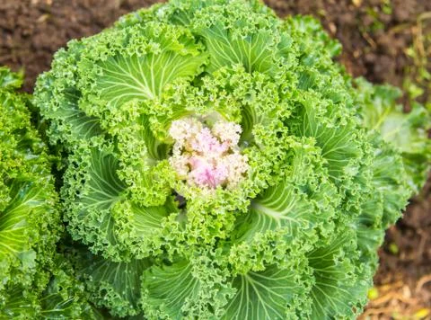 Attractive decorative cabbage Stock Photos