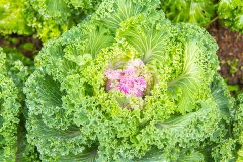 Attractive decorative cabbage Stock Photos